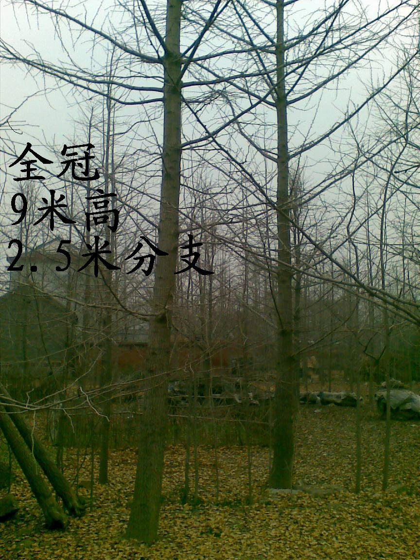 2013年山东银杏苗木价格。|乔灌木|绿化苗木|供