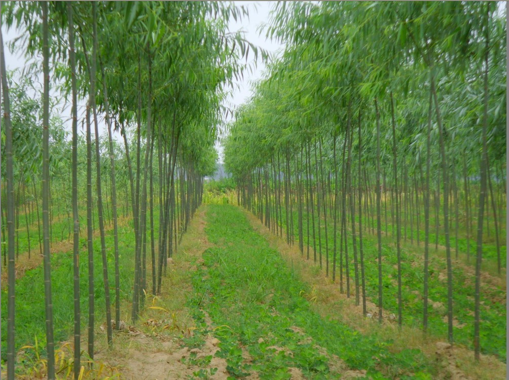 竹柳图片|苗木|苗木图库|597苗木网