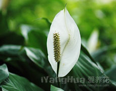 点击查看珊瑚花的养殖方法