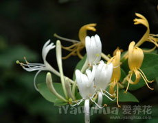 点击查看醉蝶花的养殖方法