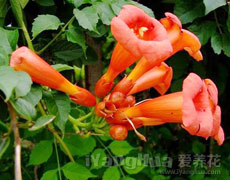 点击查看凌霄花的养殖方法