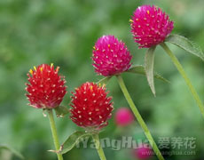 点击查看八仙花的养殖方法