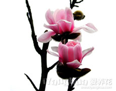 点击查看六出花的养殖方法