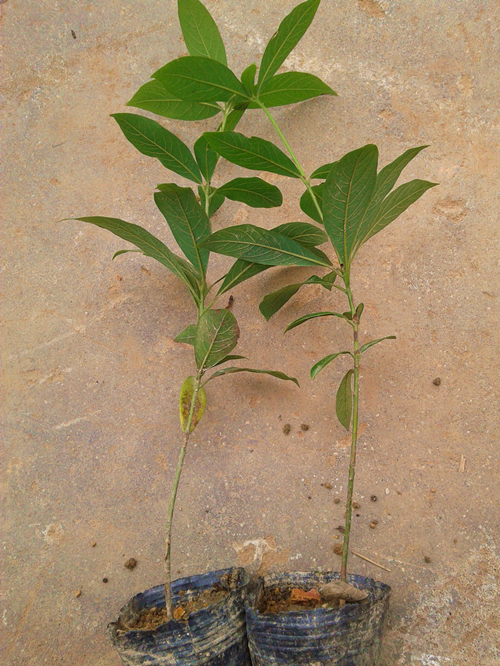 金丝楠木树苗价格|绿化小苗|苗木|苗木报价|597