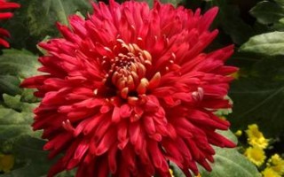菊花的历史典故