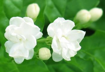 花的图片大全_关于蔷薇花的花语及图片大全