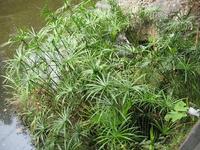 别名旱伞草,风车草,水竹.