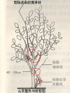 ɽ軨޼