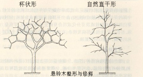 悬铃木的整形修剪技术