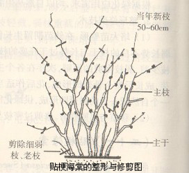 贴梗海棠的整形修剪技术