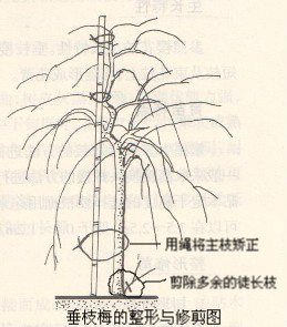 垂枝梅的整形修剪技术