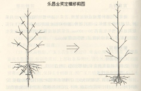 乐昌含笑树