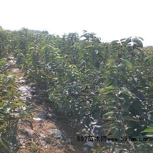 烟台市福山区树利苗木种植专业合作社