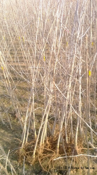 银杏树 银杏小苗图片|苗木|苗木图库|597苗木网