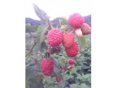 哪里求购树莓苗黑龙江省树莓种植合作社出售树