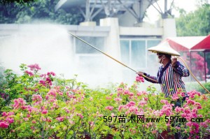 漳浦花农正在浇灌培育准备外销的三角梅