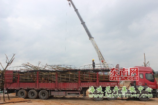 海峡花卉集散中心苗木新增上千棵苗木进场