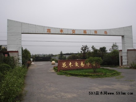 ����۳����ľ