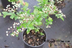 早产蓝莓苗品种|丰产蓝莓苗|专业蓝莓