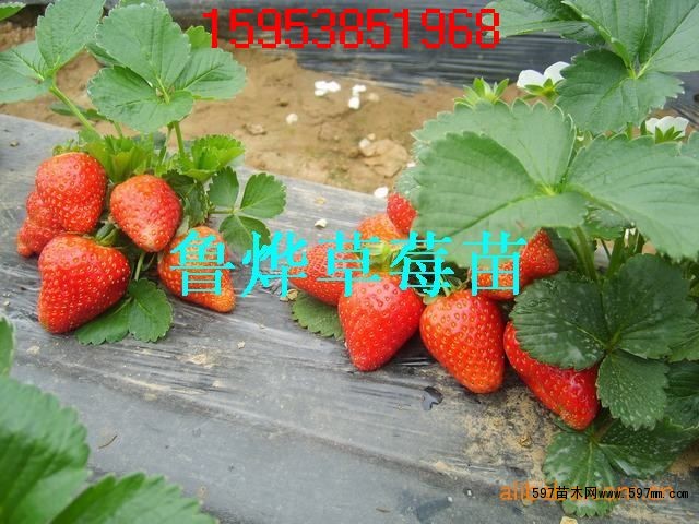 草莓苗结果 草莓苗结果
