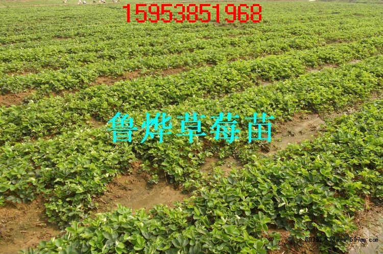 草莓苗育苗 草莓苗育苗