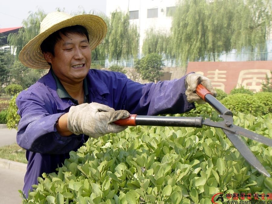 苗木整形修剪的作用|栽培养护|行业资讯|597苗木网