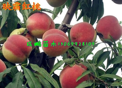 生长结果习性 映霜红桃幼树健旺,直立,停长晚,年生长量大,结果后树势中庸,树冠开张。一年生枝生长旺盛,具有多次生长习性。幼树以中、长枝结果枝为主,树势缓和后以中、短结果枝结果。自花授粉能力强。易花早果,丰产性特强,栽后2年结果3年亩产5000斤,4-5年亩产万斤以上。果实发育明显分为三个时期:自谢花后至6月上旬为果实迅速生长期,果实生长快,纵径发育大于横径;6月中旬果实进入缓慢生长期,果实增大极微,色暗绿,多茸毛;直到9月中旬果实才转入迅速膨大期,果实迅速膨大,毛茸减少,开始着色、糖度增加、显示出本品种应