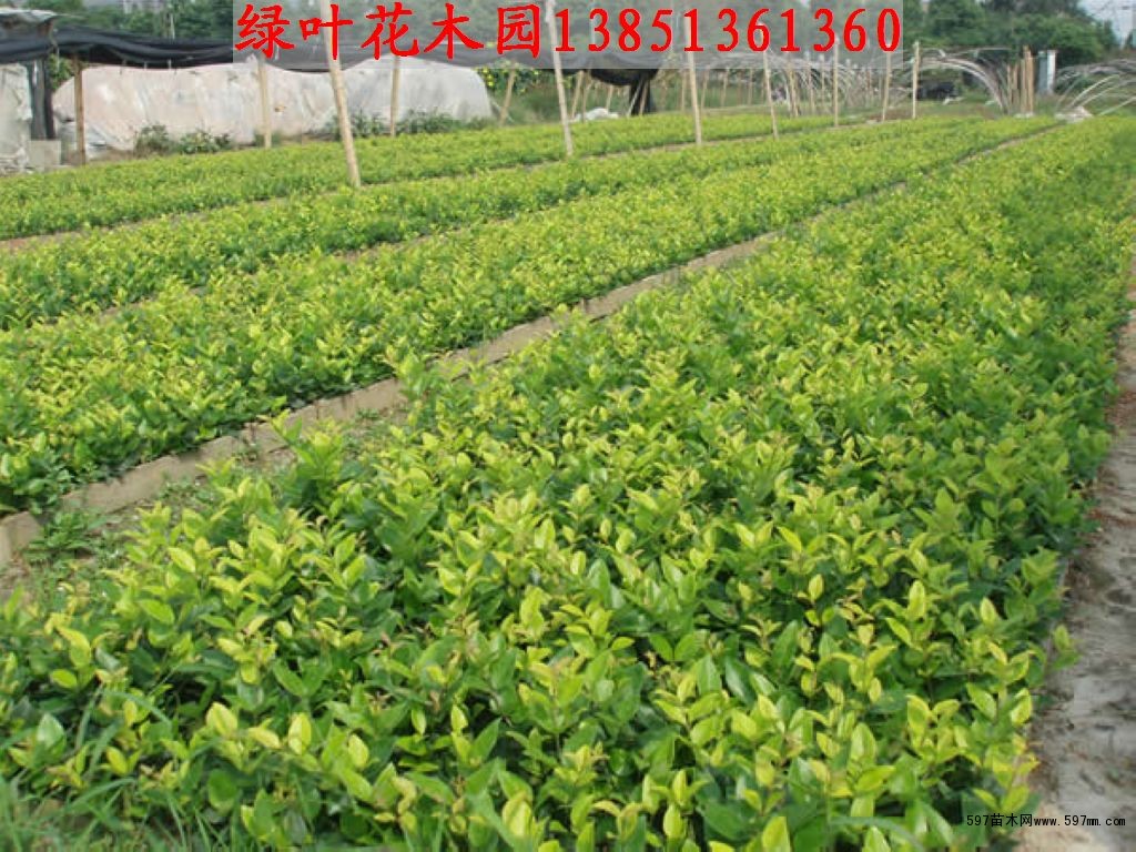 沭阳绿叶景观园位于江苏省宿迁市。沭阳拥有近两千年的花卉栽培历史,是享誉古今的花木之乡,沭阳地处中原腹地,是我国南北气候的过度地带,是“南花北移、北花南迁”的天然驯化基地,地理位置优越,交通便利,西距徐州铁路、 北临京沪高速, ,205国道横穿东西,312省道纵贯南北,北方最大的花灌木基地,