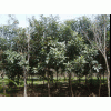 楚景園林供應：枇杷樹、垂絲海棠、西府海棠