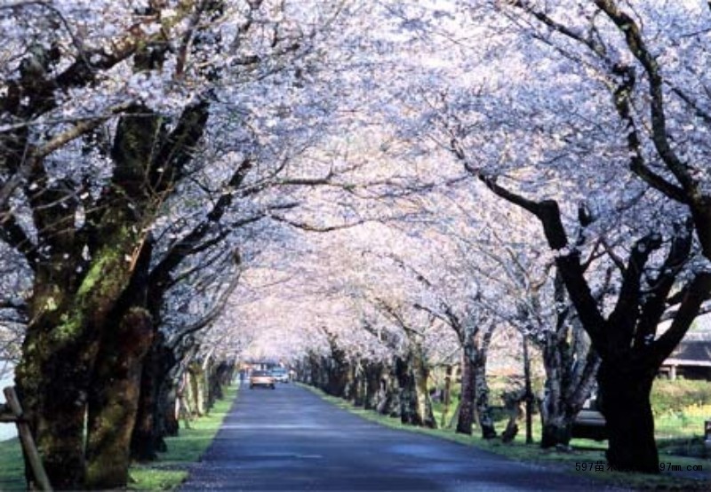 日本国花,染井吉野樱花