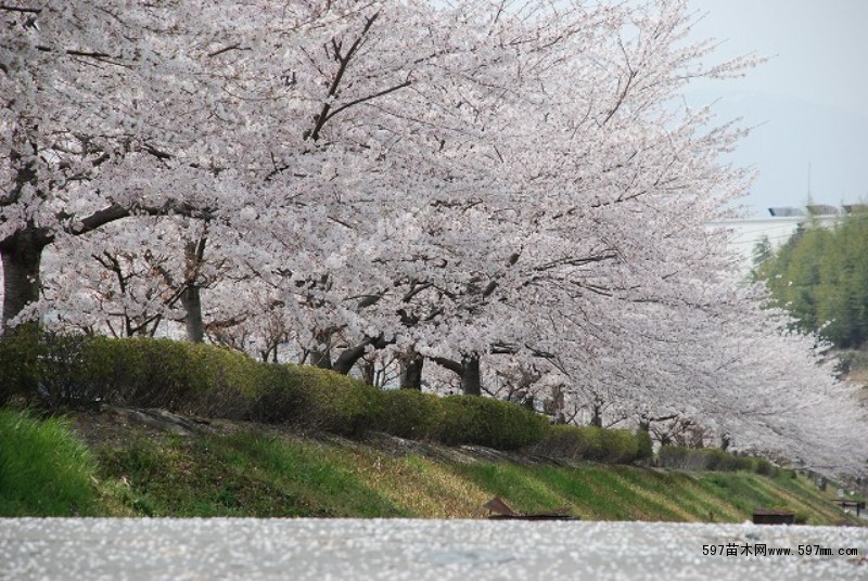 日本国花,染井吉野樱花