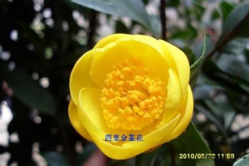 四季金茶花