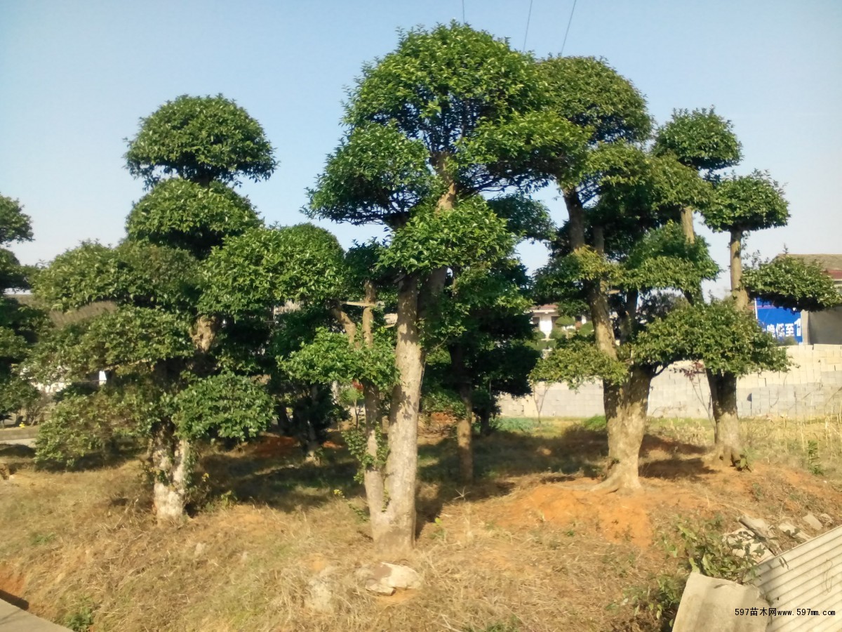 刺冬青 湖南刺冬青(柞木)