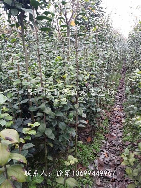 最新岳阳茶花基地v茶花问哪家?四川条子初中,成茶花所最好四川哪图片
