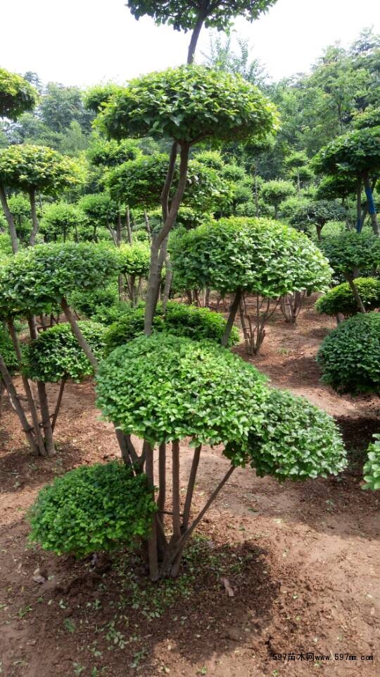女贞造型价格|乔灌木|绿化苗木|供应信息|597苗