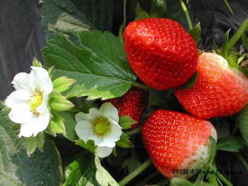 最新草莓苗价格 红颜草莓苗哪里有 红油草莓苗