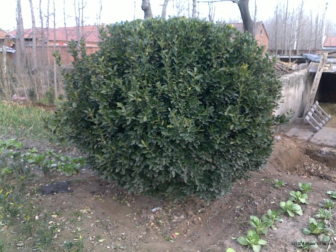 .. 这种植物的果实,具有在整个冬季都不会从树枝上掉下来的特性。当鸟儿没有饲料,饥 饿 的时候冬青树的果实正好可以维持生命。冬青树的叶子是椭圆形的,两边是尖尖的。它的叶子一年四季都是绿的。它在几棵树围起来的时候,可以为我们遮挡阳光、遮挡风雨。冬青树叶子的两旁有弯弯曲曲的线条,很像花边剪刀剪出来的花纹。