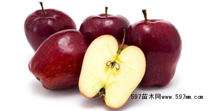 河北红蛇果苹果苗、红蛇果苹果树苗新品种价格