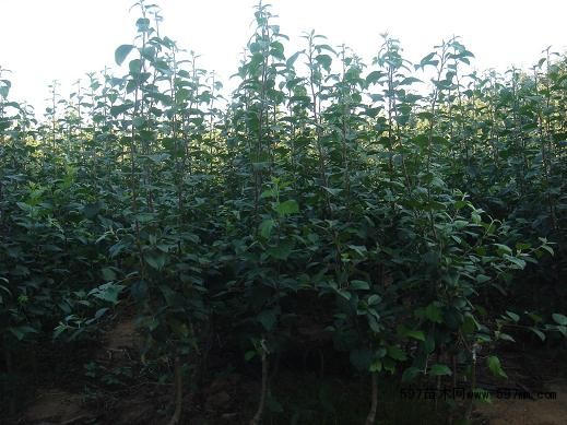 河北早熟苹果树苗 河北早熟苹果树苗新品种价