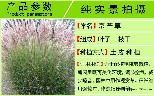 细叶芒 地被植物细叶芒 细叶芒草 园林绿化小区绿化