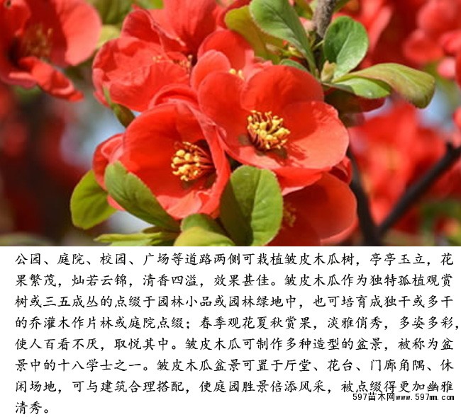 贴梗海棠贴梗海棠小苗贴梗海棠球贴梗海棠价格园林绿化