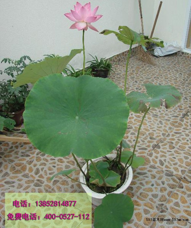 荷花苗 莲花苗 盆栽荷花 水生植物荷花小苗 荷花基地