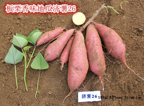板栗红薯新品种济薯26