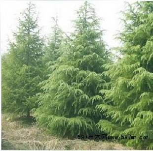 5-6米雪松苗、5-6米雪松苗多少钱一棵、5-6米