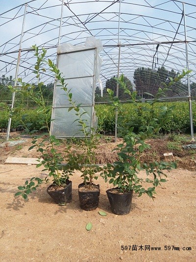 最新蓝莓苗品种 山东蓝莓苗批发 果树苗 保品种
