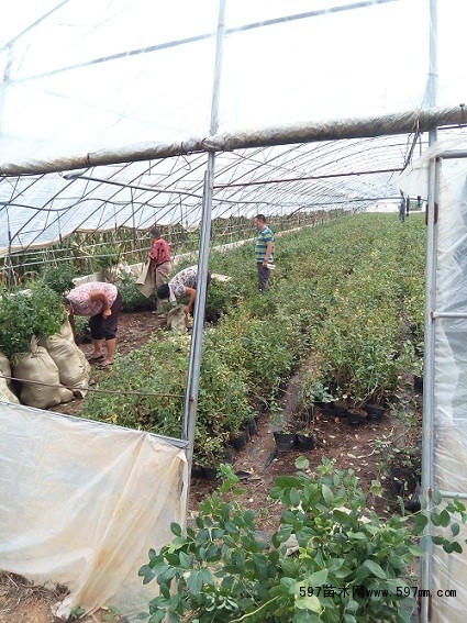 最新蓝莓苗品种 山东蓝莓苗批发 果树苗 保品种