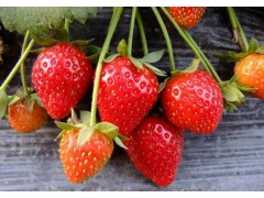 重庆甜查理草莓苗基地|果树小苗|绿化苗木|供应