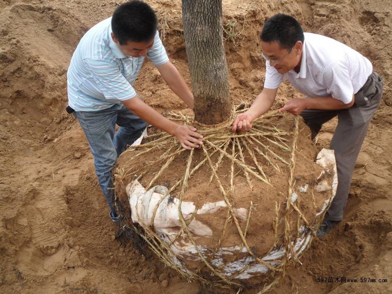 苗木掘苗技巧|栽培养护|行业资讯|597苗木网