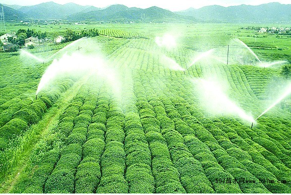 苗木灌水与排水的原则