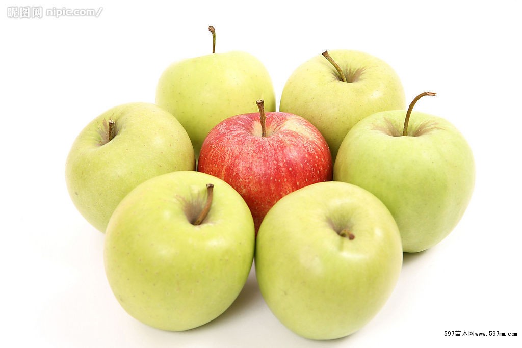 红元帅苹果树苗图片|苗木|苗木图库|597苗木网